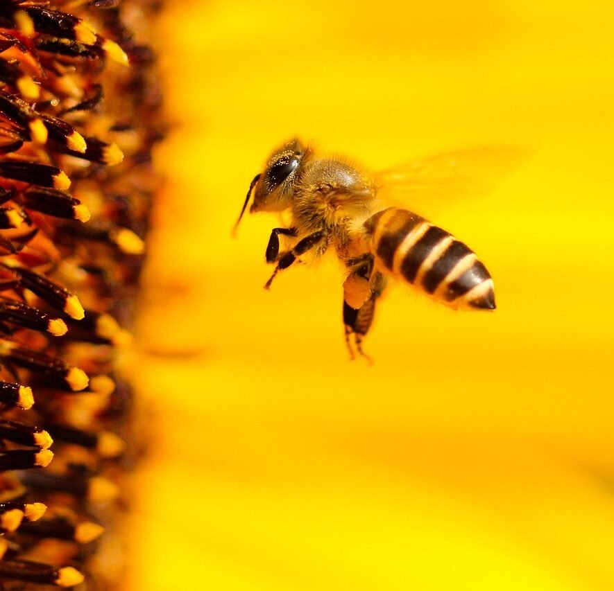 insect, bee, sunflower-1948684.jpg